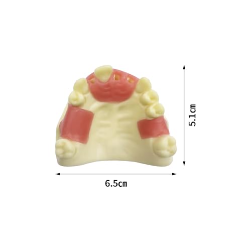 Dental Implant Practice Model, YOUYA DENTAL Maxillary Sinus Implant Model Dental Mandibular Sinus with Soft Gums for Dentist Student Studying Teaching Training Teaching Demonstration Clinic Model Maxillary Anterior Teeth Model