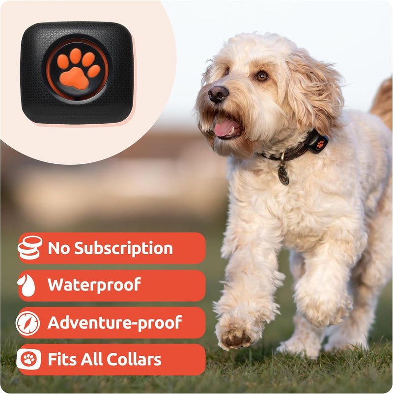 Pitpat - activity monitor for dogs