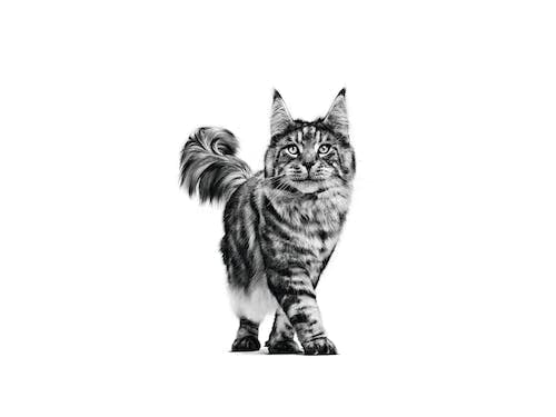 Royal Canin Veterinary Pill Assist CAT | Double pack | 2 x 45g | Supplementary food for cats | Tasty croquettes for easier medication administration - BeesActive Australia