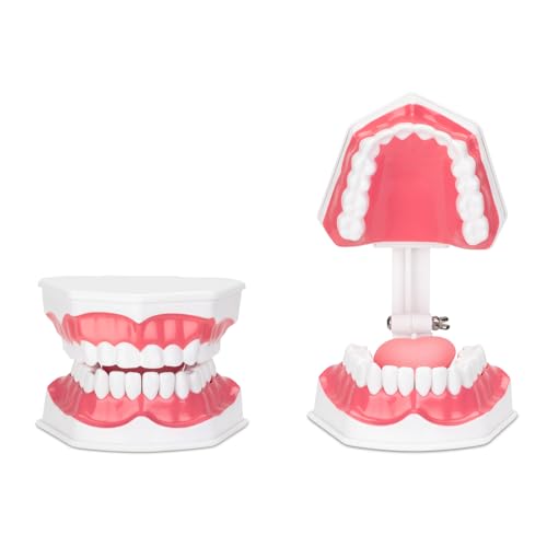 Practicon Dental Hygiene Model with Moveable Tongue, 2X Life Size Demonstration Teeth Model, for Teaching Brushing, Flossing to Kids, Students, Patients, Dentist Office and Classroom Dental Education