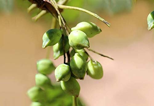 Kakadu Plum Extract | 100 Percent Natural no Added Sugar | The World’s Richest Natural Source of Vitamin C by The Australian Superfood Co | 1.69 OZ