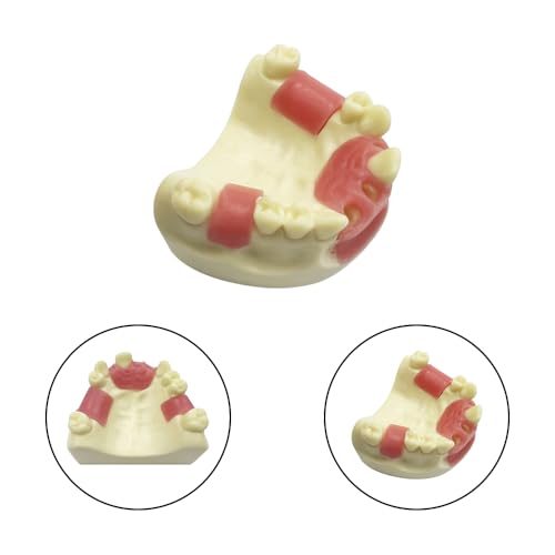 Dental Implant Practice Model, YOUYA DENTAL Maxillary Sinus Implant Model Dental Mandibular Sinus with Soft Gums for Dentist Student Studying Teaching Training Teaching Demonstration Clinic Model Maxillary Anterior Teeth Model