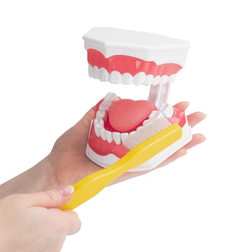 Practicon Dental Hygiene Model with Moveable Tongue, 2X Life Size Demonstration Teeth Model, for Teaching Brushing, Flossing to Kids, Students, Patients, Dentist Office and Classroom Dental Education