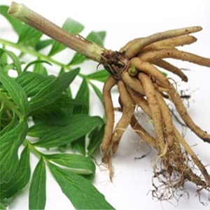Valerian Root Capsules Organic 500mg Herb Extract Supplement 100 Pills - BeesActive Australia