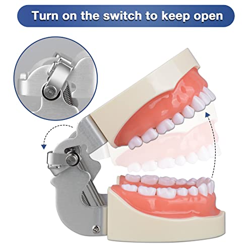 Ultrassist Typodont Teeth Model with 32 Detachable Teeth for Dental Hygiene Students, Suitable for Teaching, Practice and Study, with a Small Screwdriver
