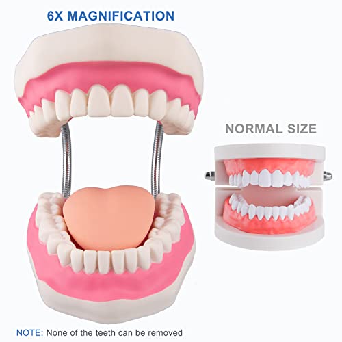 Tooth Brushing Model - 6 Time Tongue Teeth Model Mouth Model for Speech Therapy Kids Dental Care Teaching Demonstration Model