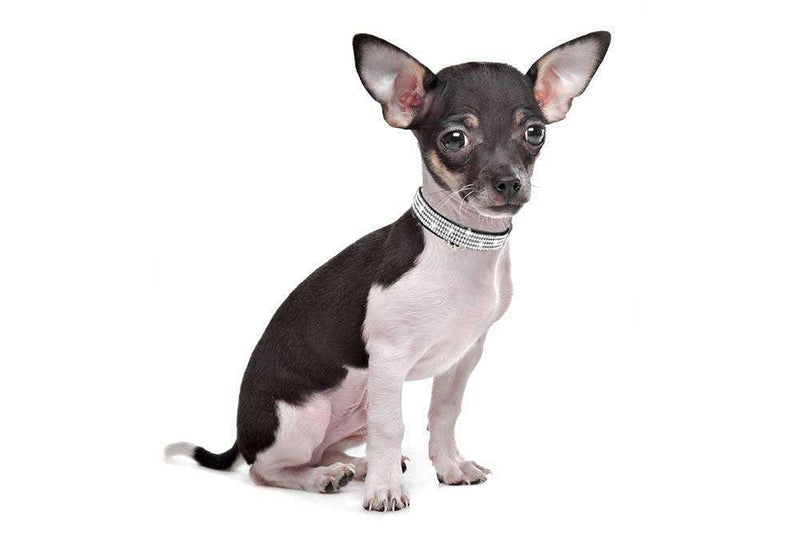 Cat Collars,Rhinestone for Girl Cats Bling Kitten Flower Adjustable Breakaway Collar with Bell Soft Velvet Leather Collar for Puppy Small Dogs (Black) Black - BeesActive Australia