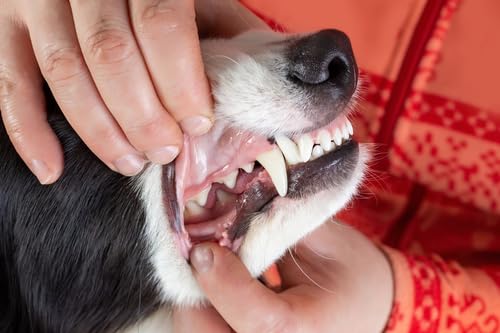 Pet Dental Spray, As Seen on TV, Eliminates Plaque & Tartar, Helps with Plaque and Tartar and Provides Instant Fresh Breath - Includes 3 Months' Supply of Peppermint Spray, 1fl. OZ (30ML) - PawsPlanet Australia