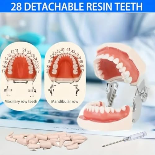 Dental Typodont Teeth Model, with Removable Teeth Compatible with Kilgore Nissin Type for Teaching, Practice and Study (28 Teeth Model with 28pcs Teeth) 28 teeth model with 28pcs teeth