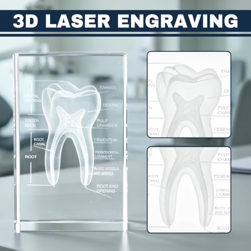 Ultrassist 3D Crystal Tooth Model, Laser-Etched Dentist Gift & Desk Decor