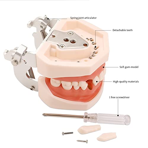 Dental Typodont Teeth Model, with Removable Teeth Compatible with Kilgore Nissin Type for Teaching, Practice and Study (28 Teeth Model with 28pcs Teeth) 28 teeth model with 28pcs teeth