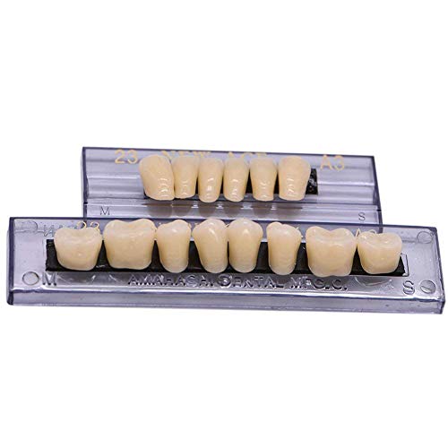 RZJZGZ 168 Pcs Dental Synthetic Resin Tooth Denture Temporary False Teeth 6 Sets False Teeth 23 A2