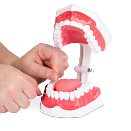 Practicon Dental Hygiene Model with Moveable Tongue, 2X Life Size Demonstration Teeth Model, for Teaching Brushing, Flossing to Kids, Students, Patients, Dentist Office and Classroom Dental Education