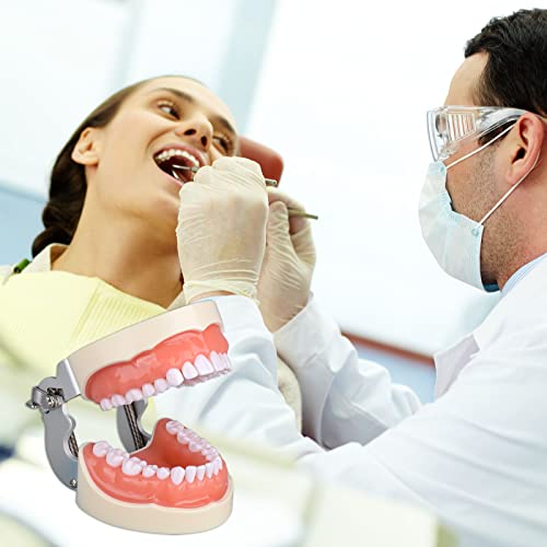 Ultrassist Typodont Teeth Model with 32 Detachable Teeth for Dental Hygiene Students, Suitable for Teaching, Practice and Study, with a Small Screwdriver