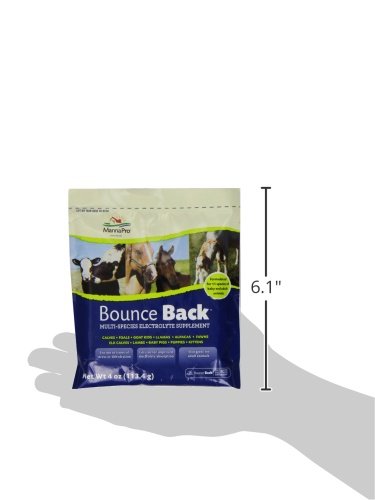 Manna Pro Bounce Back Supplement | Multi-Species Electrolyte | 4 oz - BeesActive Australia