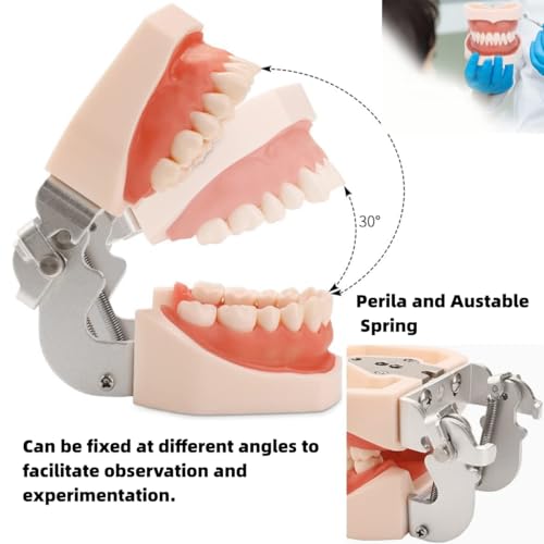 Dental Typodont Teeth Model, with Removable Teeth Compatible with Kilgore Nissin Type for Teaching, Practice and Study (28 Teeth Model with 28pcs Teeth) 28 teeth model with 28pcs teeth