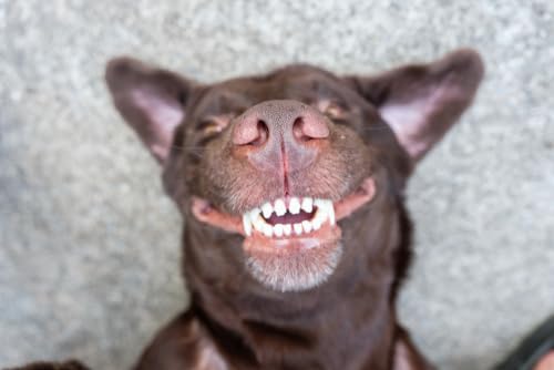 Pet Dental Spray, As Seen on TV, Eliminates Plaque & Tartar, Helps with Plaque and Tartar and Provides Instant Fresh Breath - Includes 3 Months' Supply of Peppermint Spray, 1fl. OZ (30ML) - PawsPlanet Australia