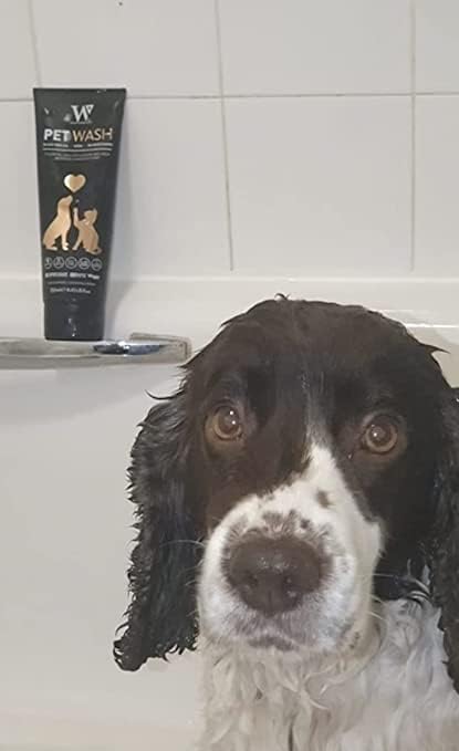 Watermans Cat & Dog Shampoo Wash - Antifungal, Natural & Antibacterial Head-to-Tail Wash - Bubble Grooming for Smelly, Itchy Skin, Dandruff & Pet Allergies - Paraben-Free & Deodorizing - PawsPlanet Australia