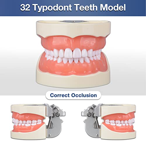 Ultrassist Typodont Teeth Model with 32 Detachable Teeth for Dental Hygiene Students, Suitable for Teaching, Practice and Study, with a Small Screwdriver