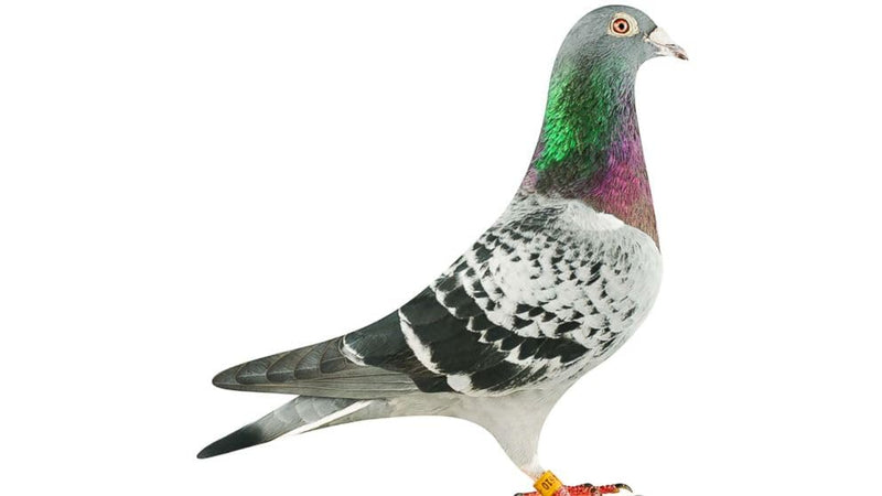 Farmalab Calcium Bone D3 Extra Strength Calcium Supplement for Pigeons, 100 Tablets, with Vitamin D3 and Collagen