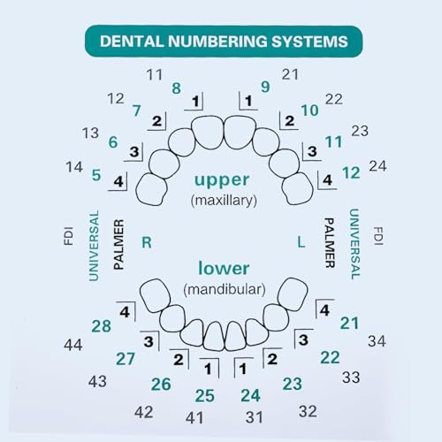 Wokyo Teeth Dental Veneers Mould Kit Light Dental Composite Resin Teeth, 32 Pcs Different Shapes Available, Heat Resistant