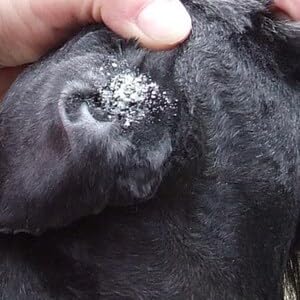 Genuine Powder - 20g Bottle with Safety cap. The Original 100 year old Formula for itchy yeasty ears, sore paws and skin. The ONE and ONLY ear powder for dogs, cats and Rabbits