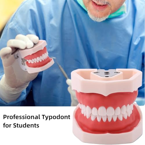 Dental Typodont Teeth Model, with Removable Teeth Compatible with Kilgore Nissin Type for Teaching, Practice and Study (28 Teeth Model with 28pcs Teeth) 28 teeth model with 28pcs teeth