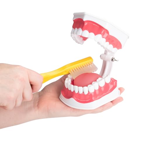 Practicon Dental Hygiene Model with Moveable Tongue, 2X Life Size Demonstration Teeth Model, for Teaching Brushing, Flossing to Kids, Students, Patients, Dentist Office and Classroom Dental Education