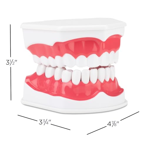 Practicon Dental Hygiene Model with Moveable Tongue, 2X Life Size Demonstration Teeth Model, for Teaching Brushing, Flossing to Kids, Students, Patients, Dentist Office and Classroom Dental Education