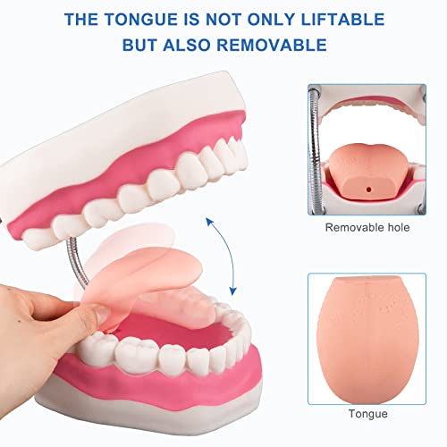 Tooth Brushing Model - 6 Time Tongue Teeth Model Mouth Model for Speech Therapy Kids Dental Care Teaching Demonstration Model