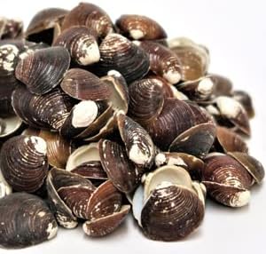 Tsugaru clam legend 180 grains, baked clam shell, calcite, ornithine supplement, the power of clam, condensed from the whole shell down - BeesActive Australia