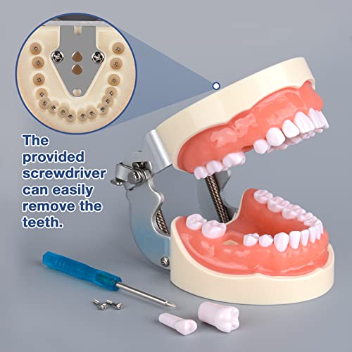 Ultrassist Typodont Teeth Model with 32 Detachable Teeth for Dental Hygiene Students, Suitable for Teaching, Practice and Study, with a Small Screwdriver