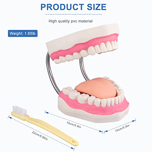 Tooth Brushing Model - 6 Time Tongue Teeth Model Mouth Model for Speech Therapy Kids Dental Care Teaching Demonstration Model