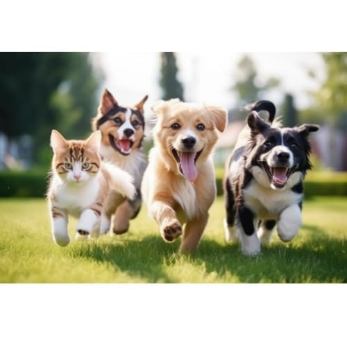 Inocula Pets Turkey Tail Extract Capsules Dog & Cat - Happy & Healthier Pets - PSK Beta D Glucans - 2 Months Supply 60 CAPSULES