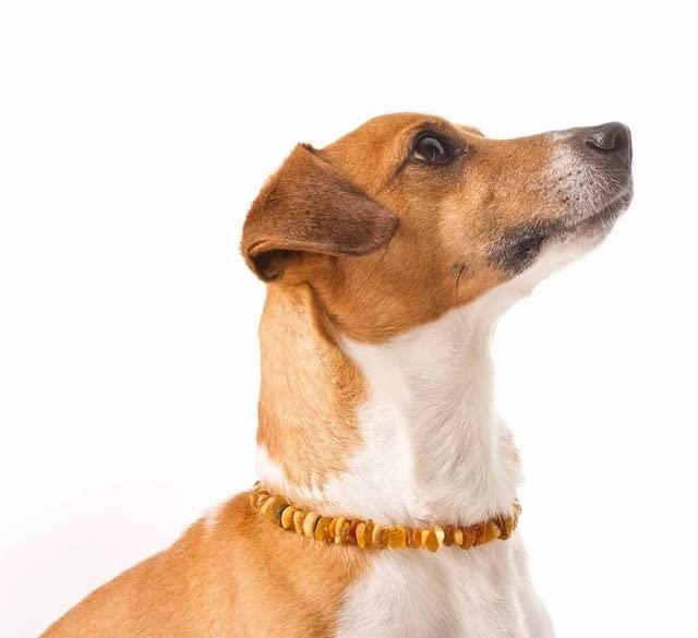 AmberPetCare Amber necklace for dogs and cats made of raw Baltic amber (24) 24 - BeesActive Australia