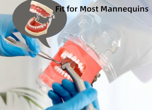 Dental Typodont Teeth Model, with Removable Teeth Compatible with Kilgore Nissin Type for Teaching, Practice and Study (28 Teeth Model with 28pcs Teeth) 28 teeth model with 28pcs teeth