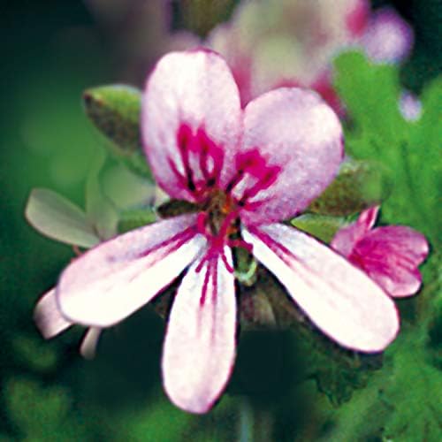Blend Essential Oil - BeesActive Australia