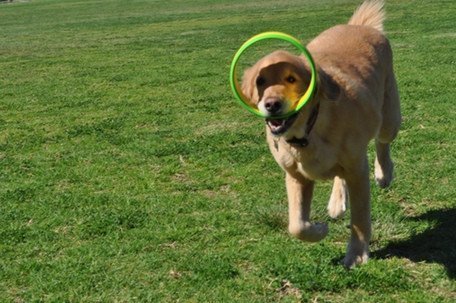 Replacement Dog Exerciser Rings for 100-ft. Flying Ring Launcher | Replacement Rings Only (Launcher Not Included) | Set of 6 - BeesActive Australia