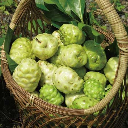 Nnakazen Miracle Noni 100% Noni Fruit, 24.3 fl oz (720 ml), Noni Juice, Aged Fermented, Noni Juice, Wild Noni, No Pesticides, No Fertilizer, Spocoletin - BeesActive Australia
