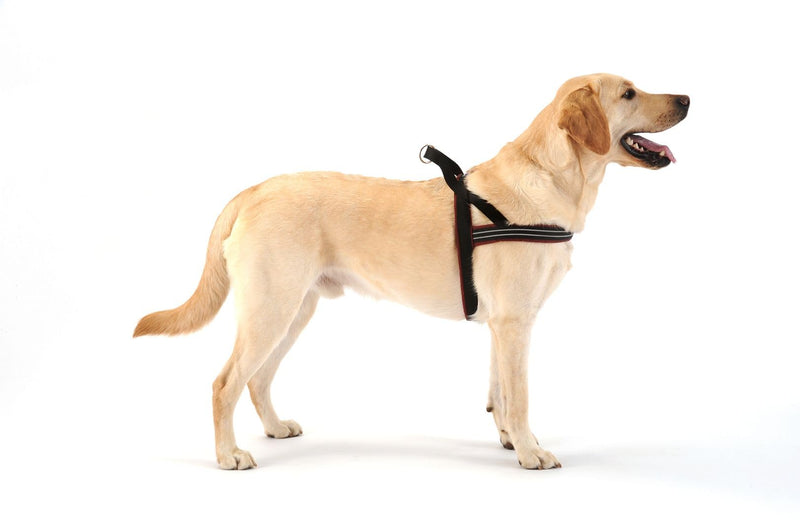 ComfortFlex Sport Harness - American Made No Pull Dog Harness for Large Dogs - Lightweight, Padded, Reflective No Rub Harness for Walking, Running and Control - Large, Purple - BeesActive Australia