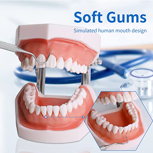 Typodont Teeth Model - Removable Tooth Teach Practice Model Teaching Study Typodont Demonstration Model Come with a Small Screwdriver 28 teeth