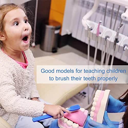 Tooth Brushing Model - 6 Time Tongue Teeth Model Mouth Model for Speech Therapy Kids Dental Care Teaching Demonstration Model