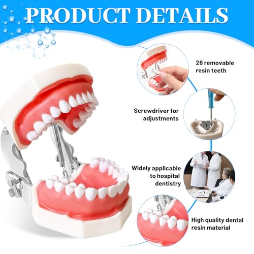 Dental Teaching Model with Training Teeth for Students and Professionals - Detachable Resin Teeth with Soft Gums, Dental Practice Tool with Screwdriver - Ideal for Dental Education, and Demonstrations