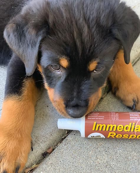 Immediate Response for Large Animals – Digestive Support Paste for Diarrhea, Scours & Gut Stress – Multi-Species First Aid Formula – 80ml Tube Horse and large animals 80 ml