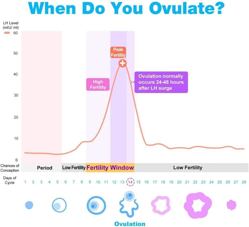 Easy@Home Ovulation Test Predictor Kit : Accurate Fertility Test for Women (Width of 5mm), Fertility Monitor Test Strips, 50 LH Strips with 50 Urine Cups 50 Count (Pack of 1) - BeesActive Australia