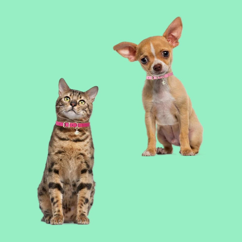 Khaki Dog Collar with Bell, Faux Leather Dog Collar with Bells Pu Basic Boy Dog Collars for XXS XSmall Small Medium Pet Male Dogs Little Cats Tiny Animal, M Khaki - BeesActive Australia