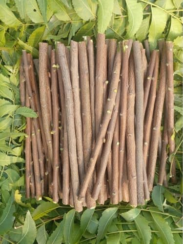 Traditional Ayurvedic Sun Dried Neem Twigs, Natural Datun Chew Sticks, Vacuum Packed Wooden Brushing Sticks, Manual Tooth Cleaning Alternative, 7-8 Inch, Pack of 10 + 1 Free