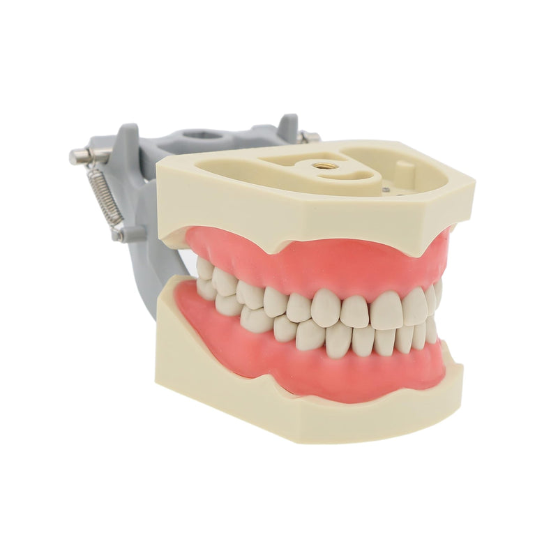 Dental Columbia 860 Type 32 Pcs Removeable Teeth Typodont Exam Restorative Model M8030 (M8030)