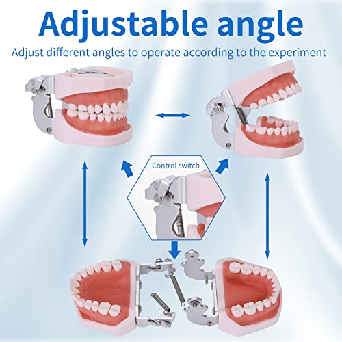 Typodont Teeth Model - Removable Tooth Teach Practice Model Teaching Study Typodont Demonstration Model Come with a Small Screwdriver 28 teeth