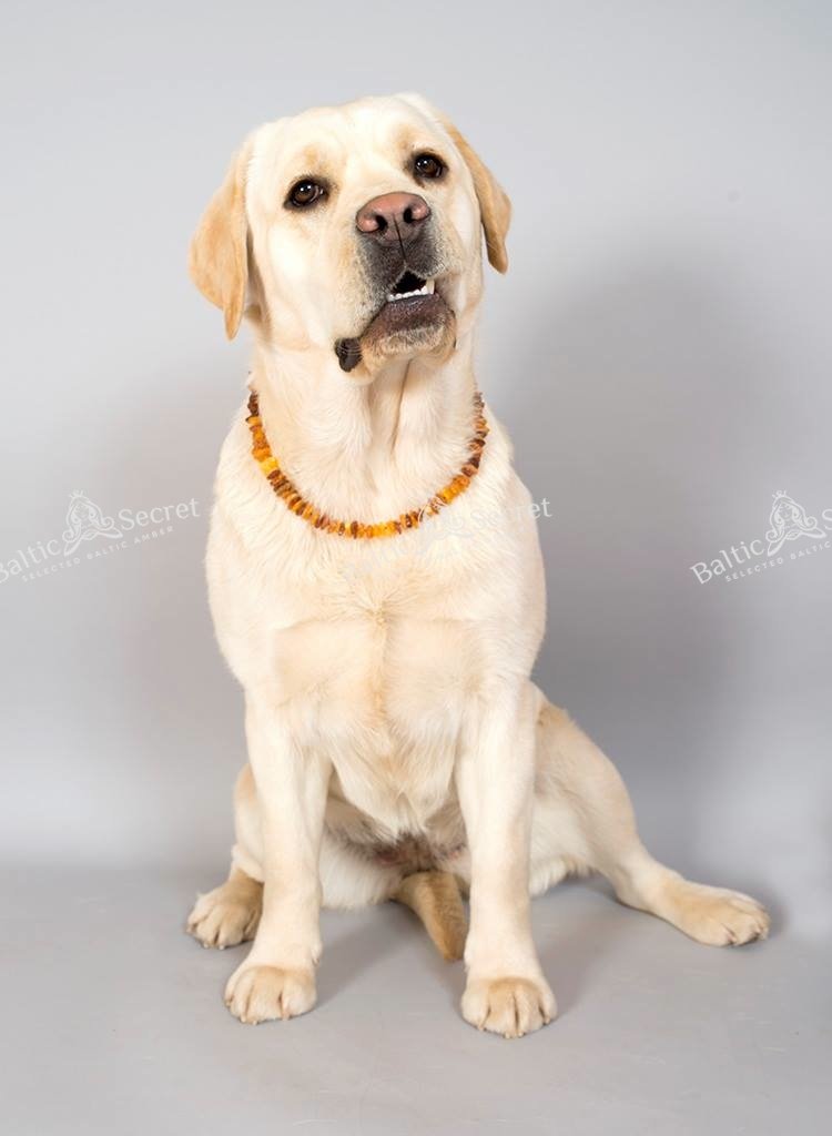 Amber necklace dog | Adjustable amber collar for dogs & cats with leather strap | Dog collar 55-60 - BeesActive Australia